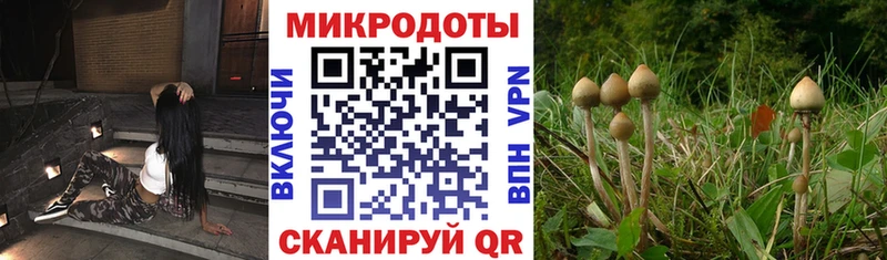Псилоцибиновые грибы Cubensis  Нестеров 